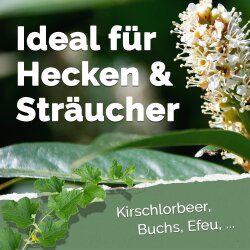 Bio-Dünger-Pellets für Hecken & Sträucher